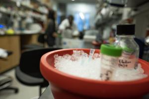 A close up of test tubes chilling in an ice bath.
