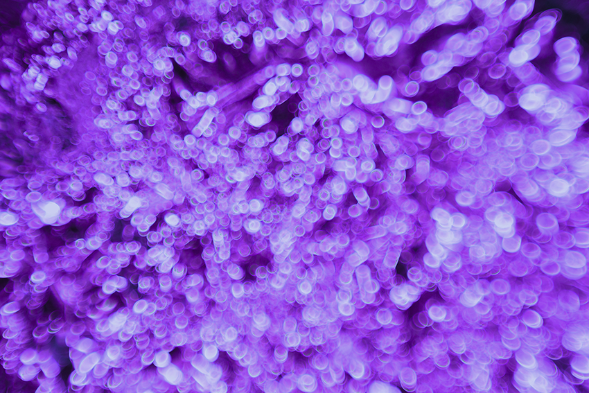 villi small