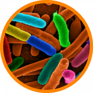 Microscopic enlargement of Salmonella
