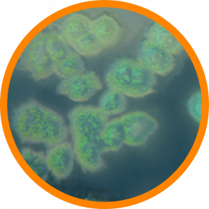 Microscopic enlargement of Pseudomonas