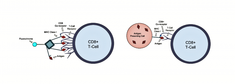 t cell diagram