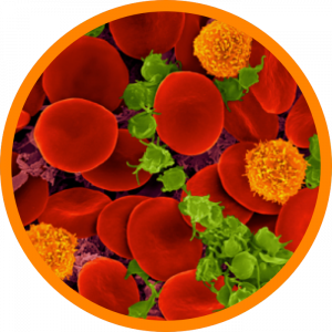 Microscopic enlargement of t cell receptor