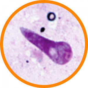 Microscopic enlargement of Theileria parva