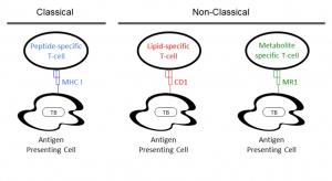 diagram of classical and non-classical antigens