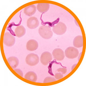 Microscopic enlargement of African Trypanosomiasis