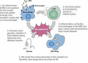 Immunologic mechanisms of M. tuberculosis pathogenesis. Image courtesy of DNA Illustrated