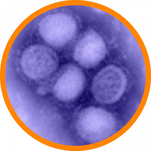 Microscopic enlargement of Influenza