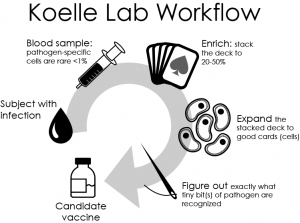 diagram of Koelle Lab workflow